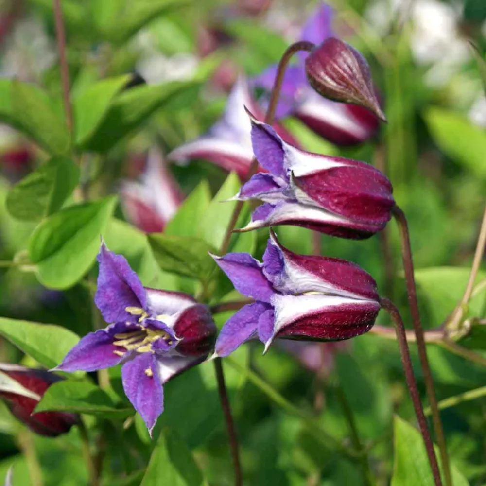 Clematite - Clematis 'Prince William' (Royal Collection)