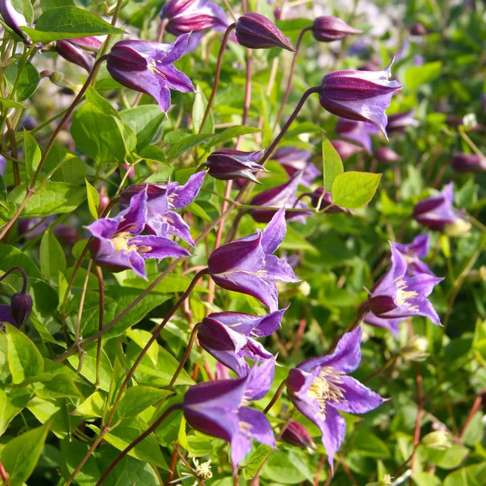 Clematite - Clematis 'Prince William' (Royal Collection)