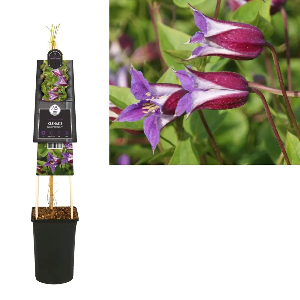 Clematite - Clematis 'Prince William' (Royal Collection)