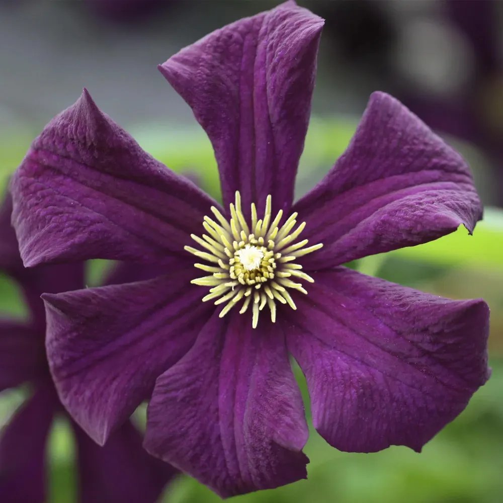 Clematite - Clematis 'Romantika' (Late Large-flowered Group)