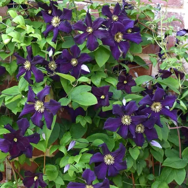 Clematite - Clematis 'Romantika' (Late Large-flowered Group)
