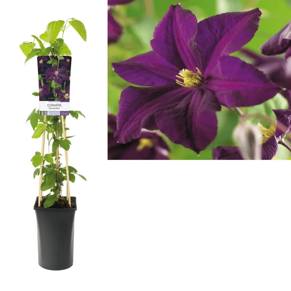 Clematite - Clematis 'Romantika' (Late Large-flowered Group)