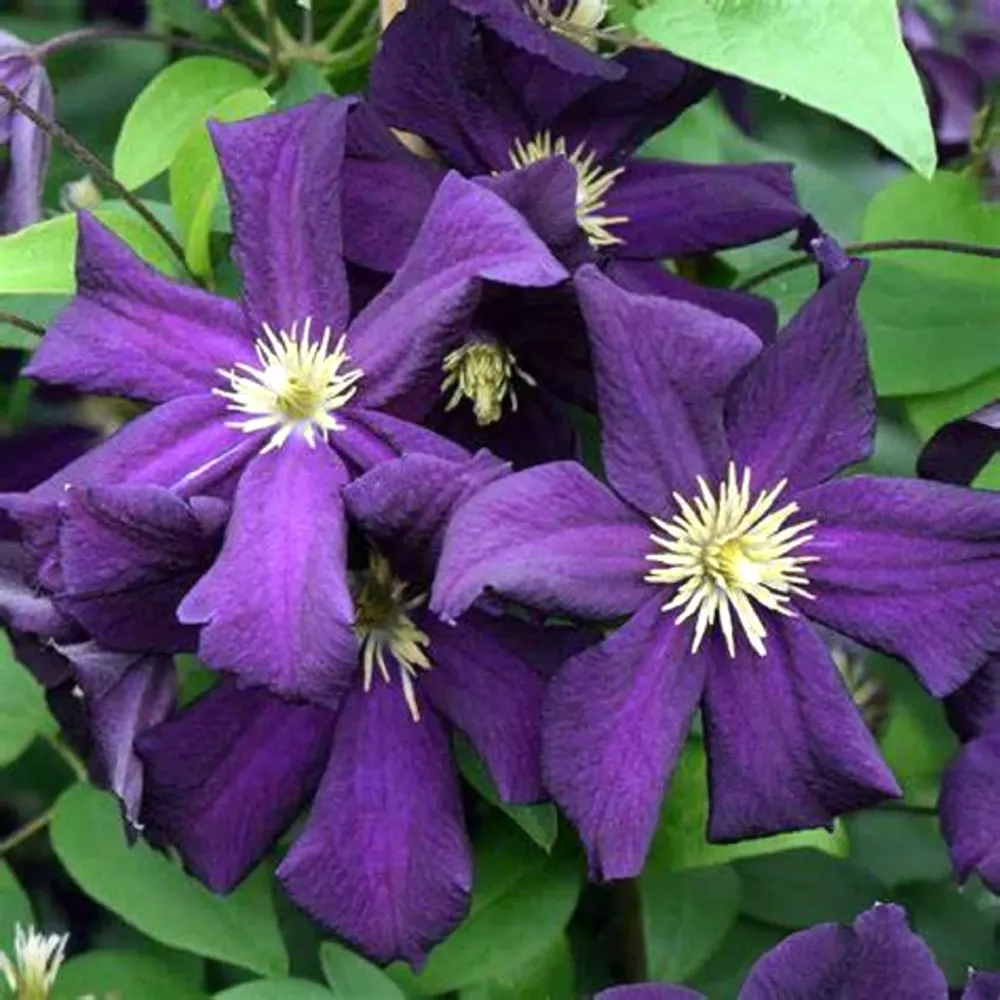 Clematite - Clematis 'Romantika' (Late Large-flowered Group)