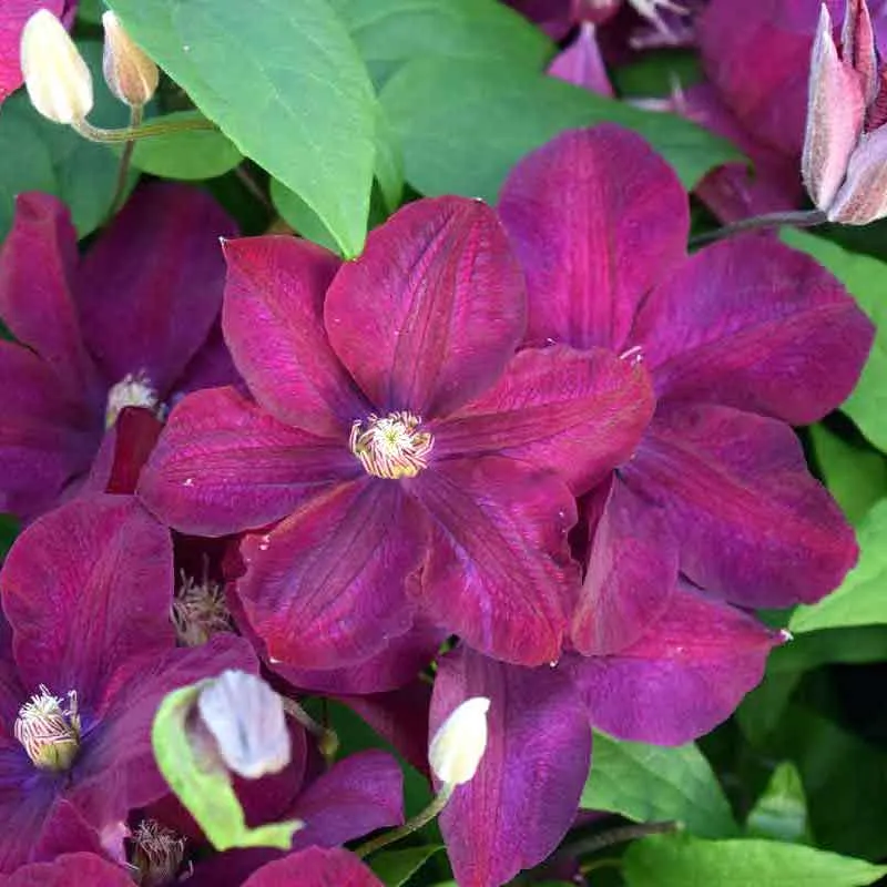 Clematite - Clematis 'Rouge Cardinal' (Late Large-flowered Group)