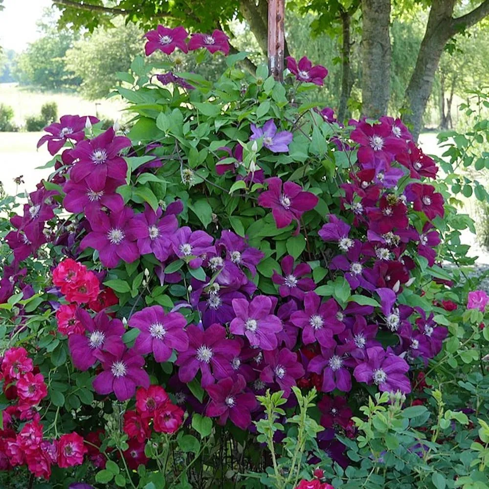 Clematite - Clematis 'Rouge Cardinal' (Late Large-flowered Group)