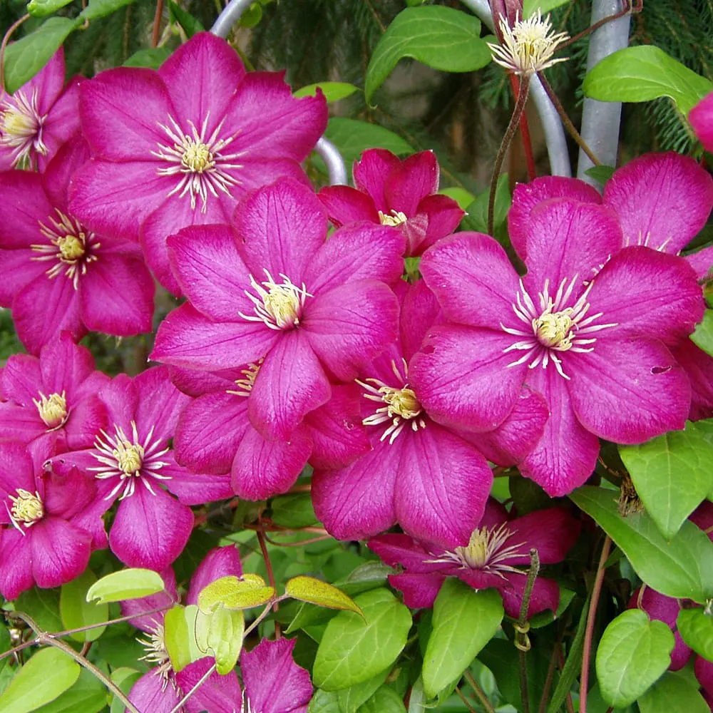 Clematite - Clematis 'Ville de Lyon' (Late Large-flowered Group)