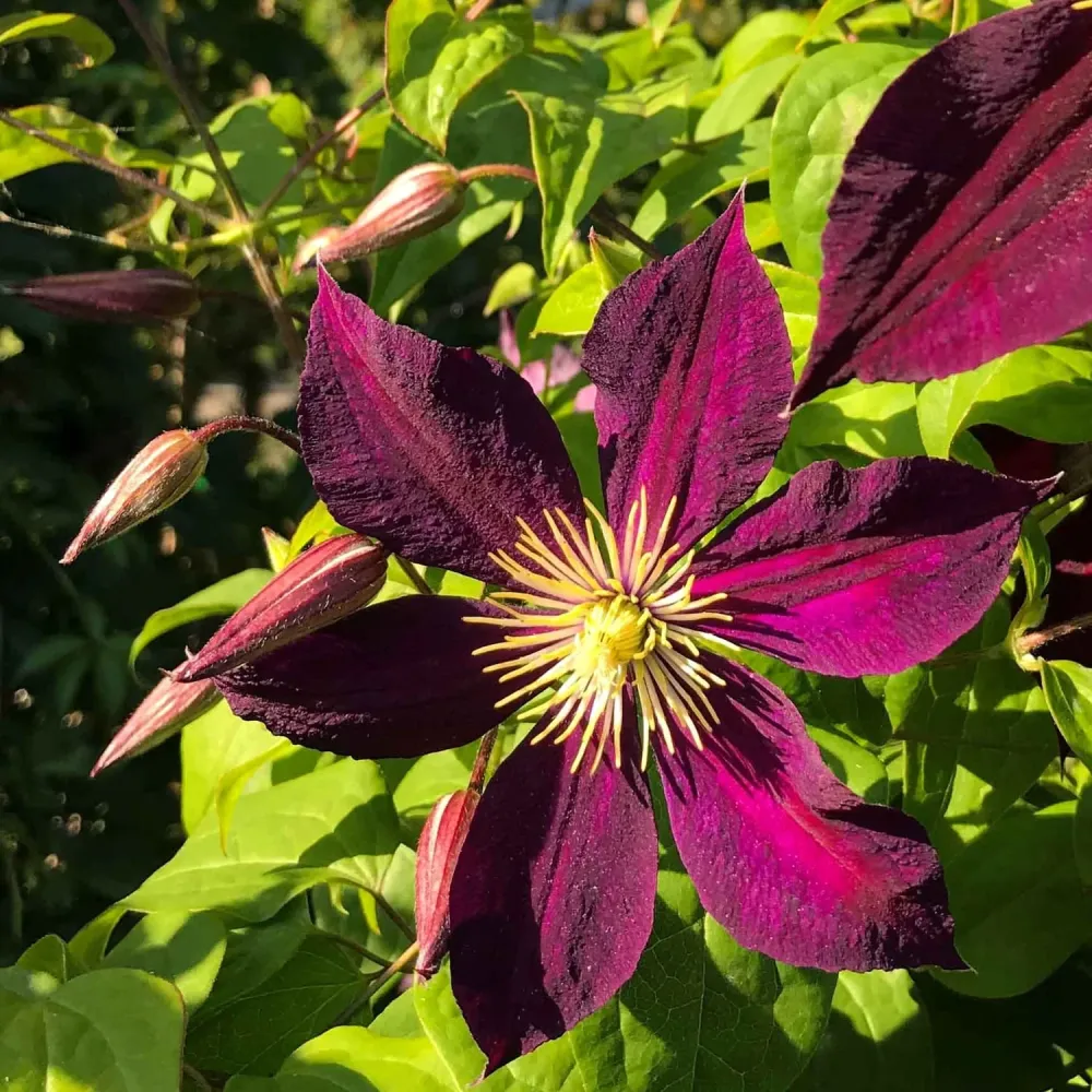 Clematite - Clematis viticella 'Mikelite' (Viticella Group)