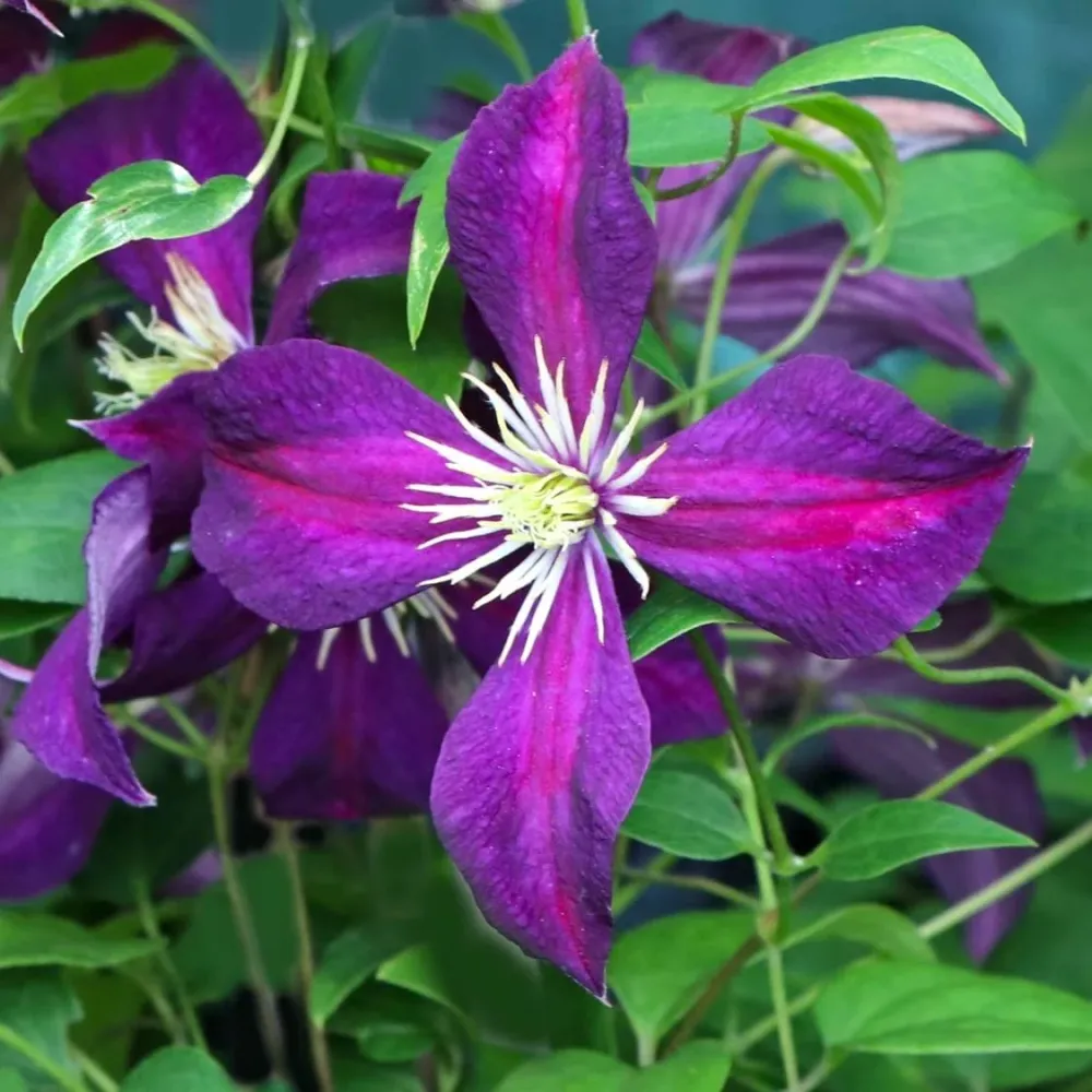 Clematite - Clematis viticella 'Mikelite' (Viticella Group)