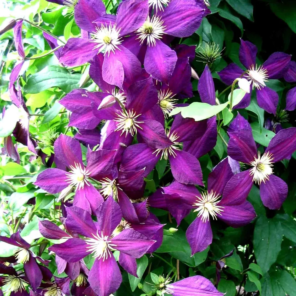 Clematite - Clematis viticella 'Mikelite' (Viticella Group)
