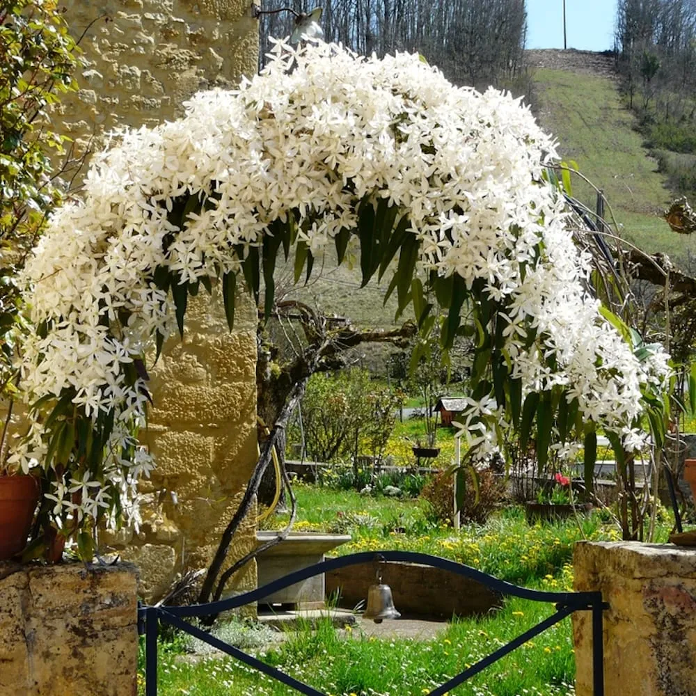 Clematite evergreen, parfumate - Clematis armandii