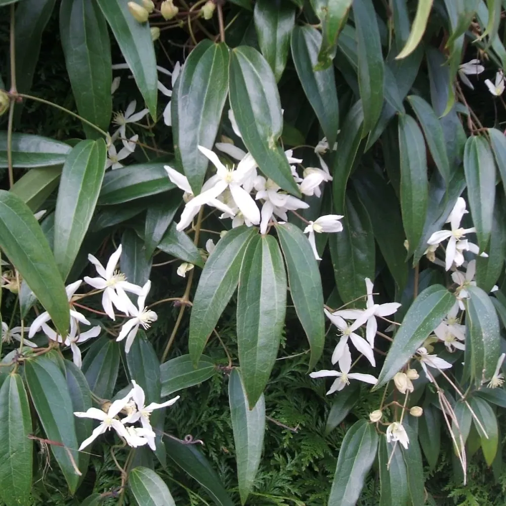 Clematite evergreen, parfumate - Clematis armandii