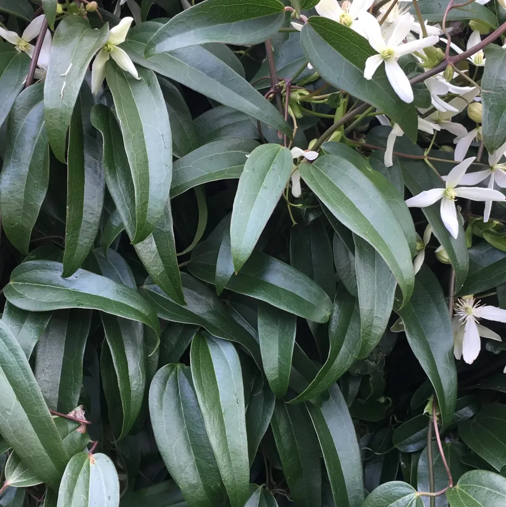 Clematite evergreen, parfumate - Clematis armandii