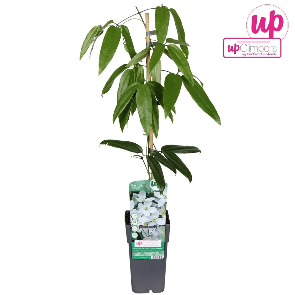 Clematite evergreen, parfumate - Clematis armandii