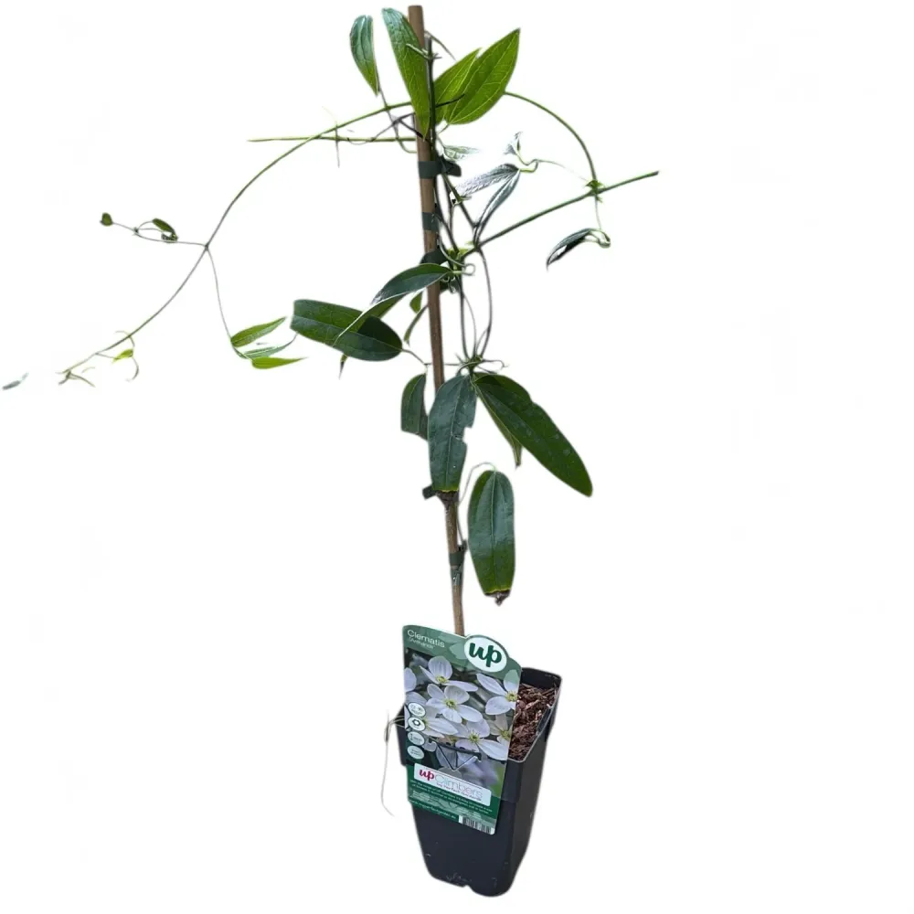 Clematite evergreen, parfumate - Clematis armandii