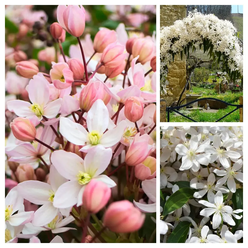 Clematite evergreen, parfumate - Clematis armandii mix