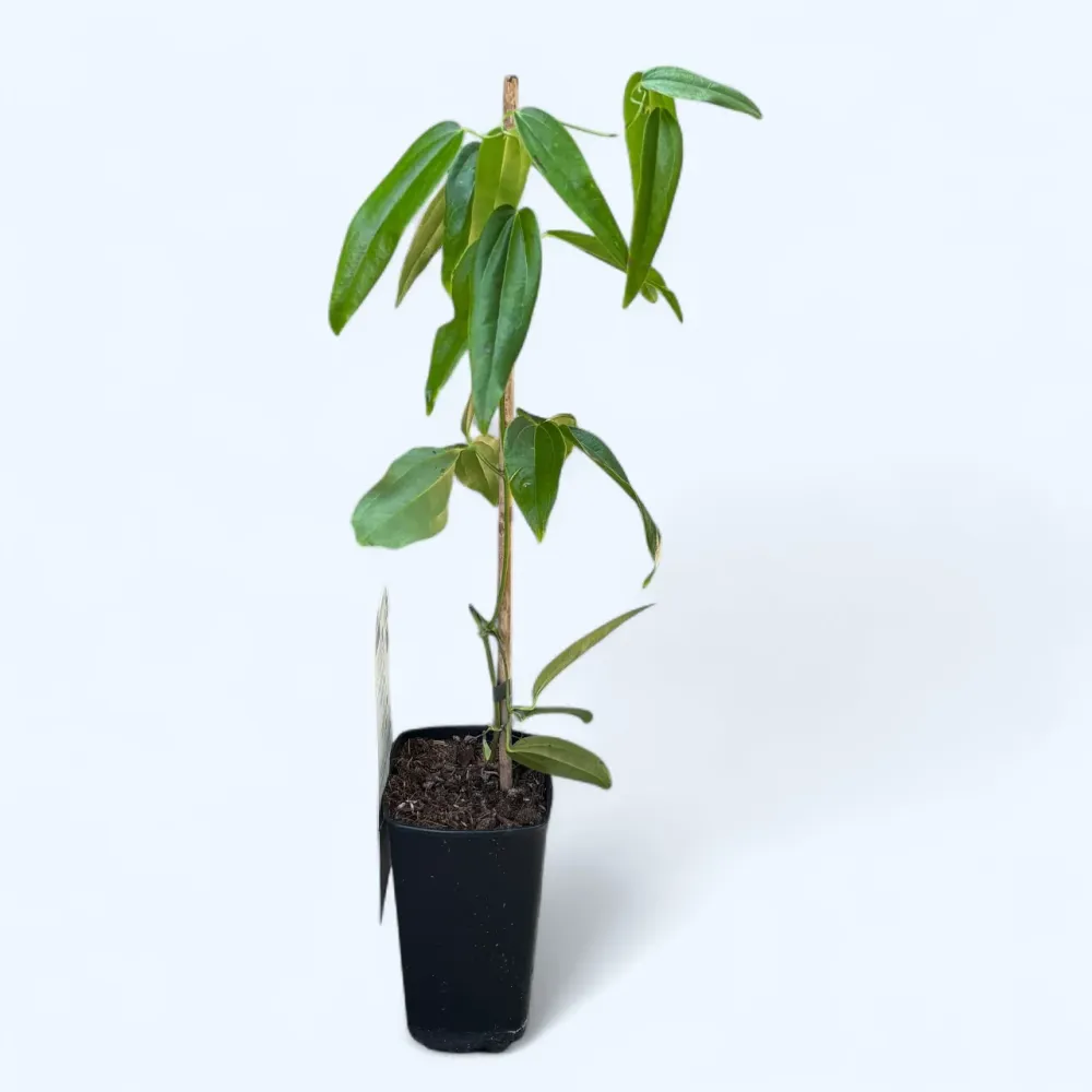 Clematite evergreen, parfumate - Clematis armandii mix