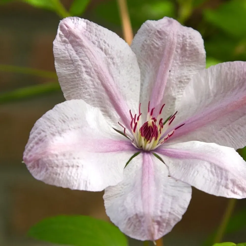 Clematite cu flori XL - Clematis 'John Paul II' (Late Large-flowered Group)