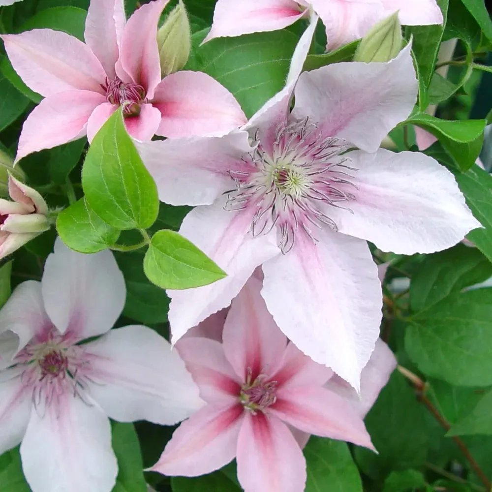 Clematite cu flori XL - Clematis 'John Paul II' (Late Large-flowered Group)