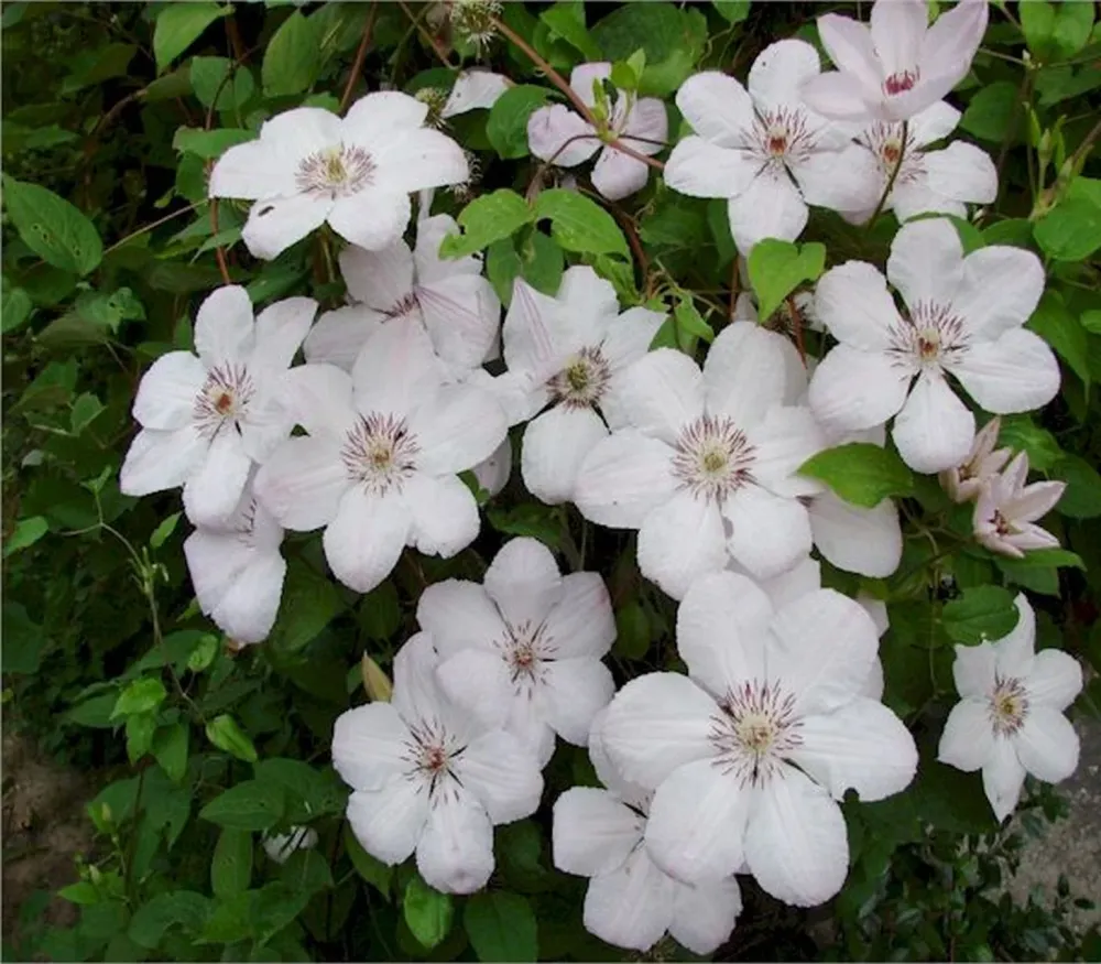 Clematite cu flori XL - Clematis 'John Paul II' (Late Large-flowered Group)