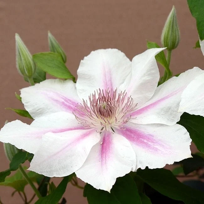 Clematite cu flori mari, bicolore - Clematis 'Corinne' ('Evipo063') (Late Large-flowered Group)
