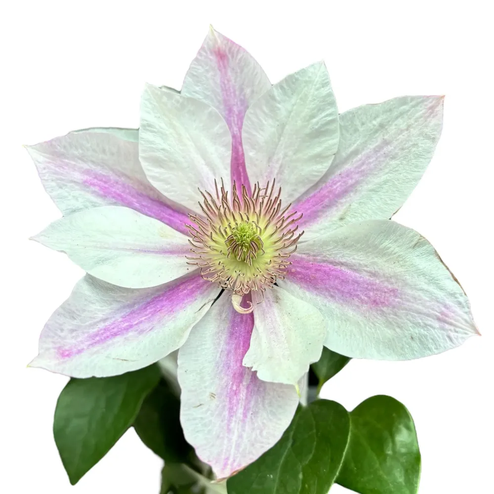Clematite cu flori mari, bicolore - Clematis 'Corinne' ('Evipo063') (Late Large-flowered Group)