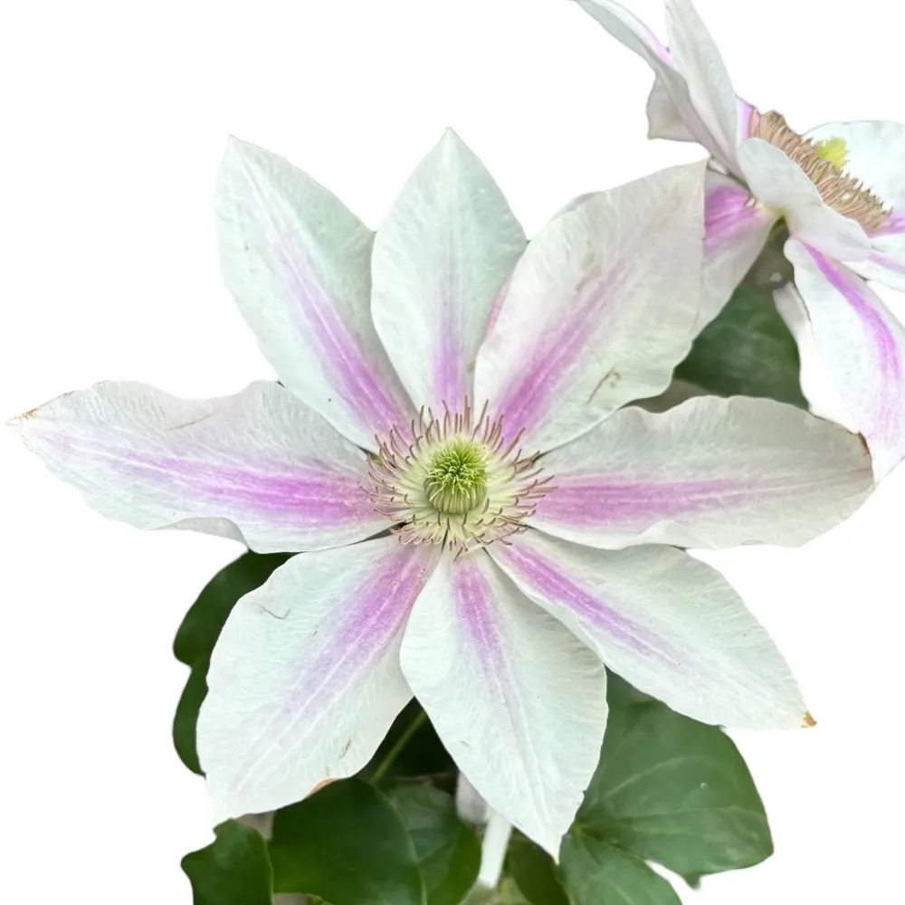 Clematite cu flori mari, bicolore - Clematis 'Corinne' ('Evipo063') (Late Large-flowered Group)