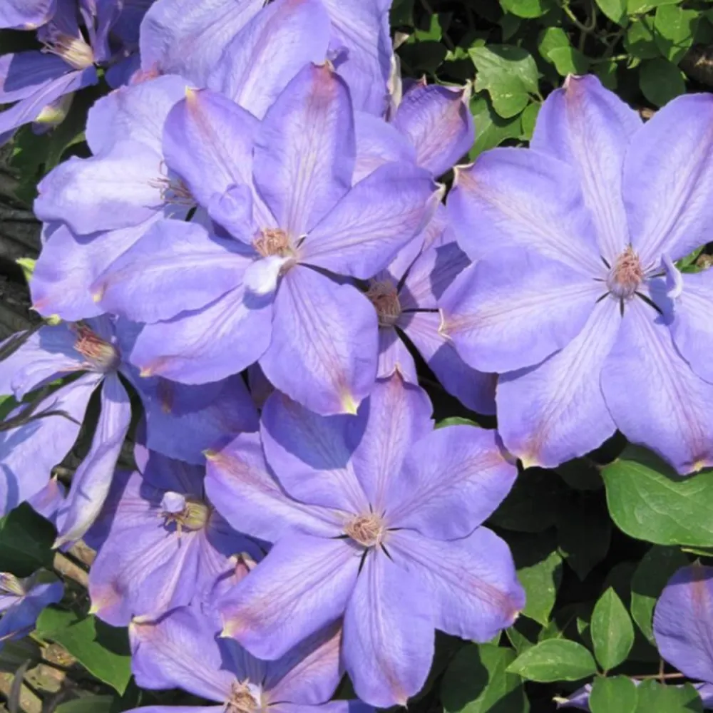 Clematite cu flori mari - Clematis 'Mrs. Cholmondeley' (Early Large-flowered Group)