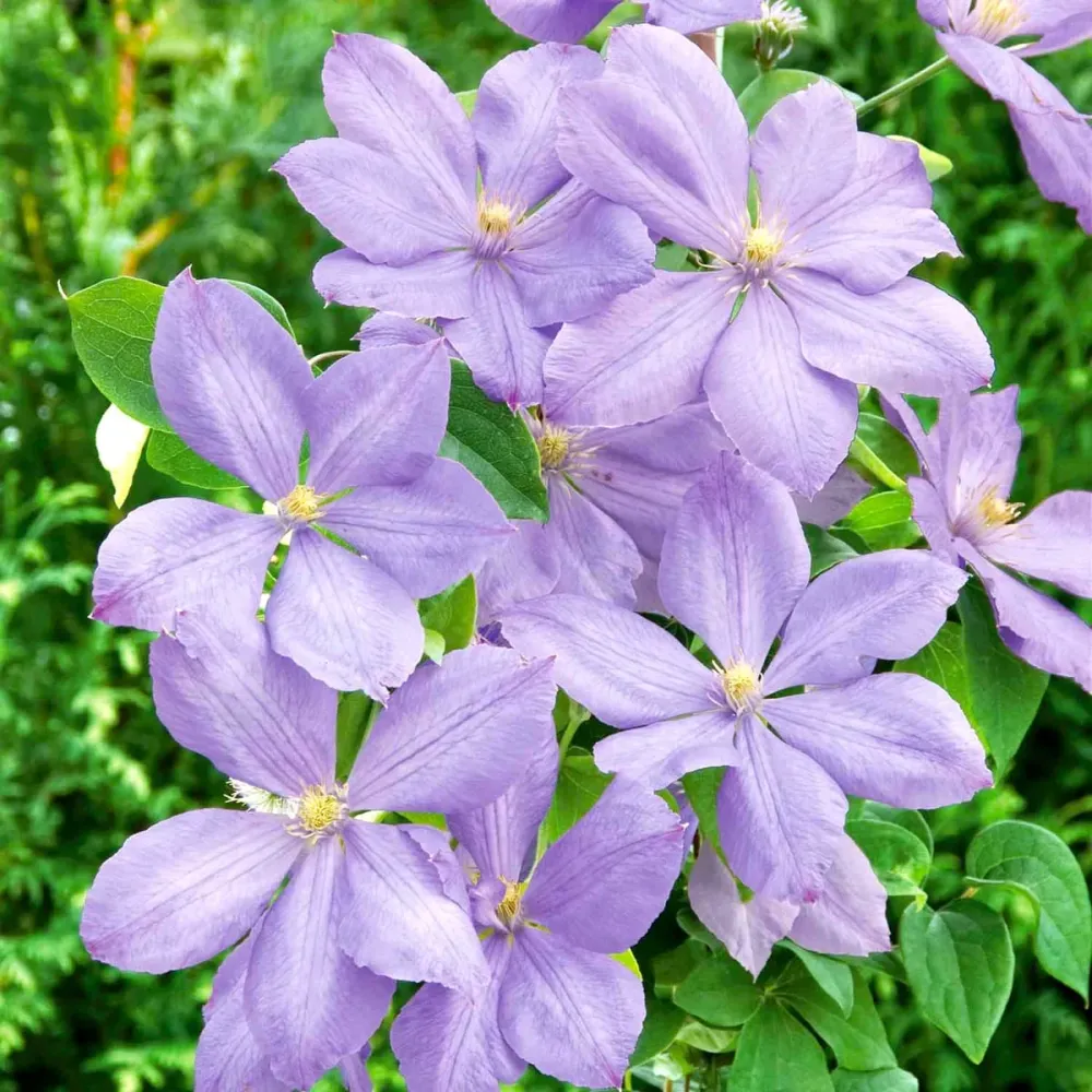 Clematite cu flori mari - Clematis 'Mrs. Cholmondeley' (Early Large-flowered Group)