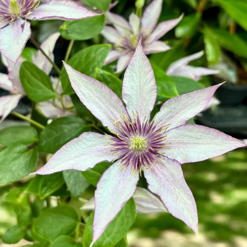 Clematite cu flori mari - Clematis 'Samaritan Jo' (Evipo018) (Late Large-flowered Group)