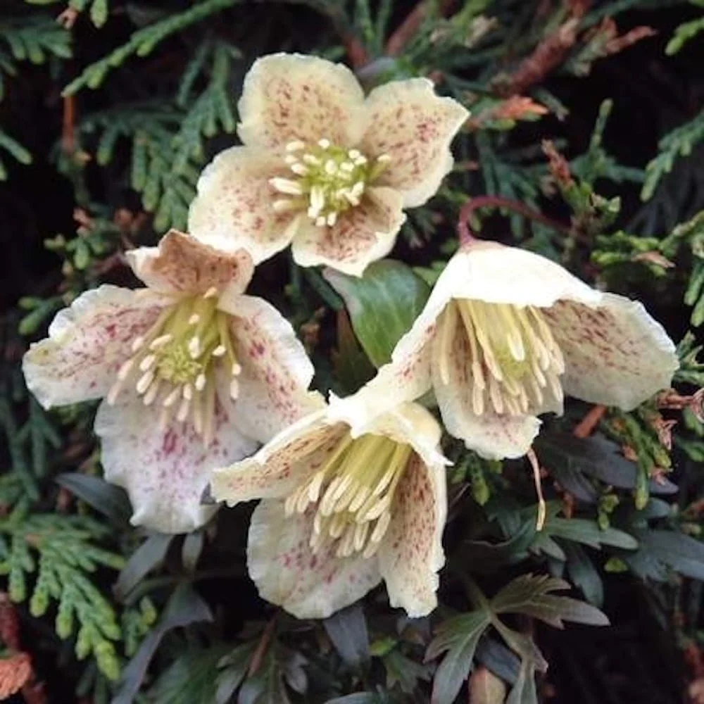 Clematite de iarna, evergreen - Clematis cirrhosa var. balearica (flori parfumate)