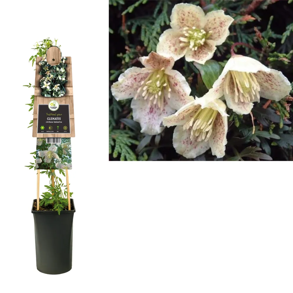 Clematite de iarna, evergreen - Clematis cirrhosa var. balearica (flori parfumate)