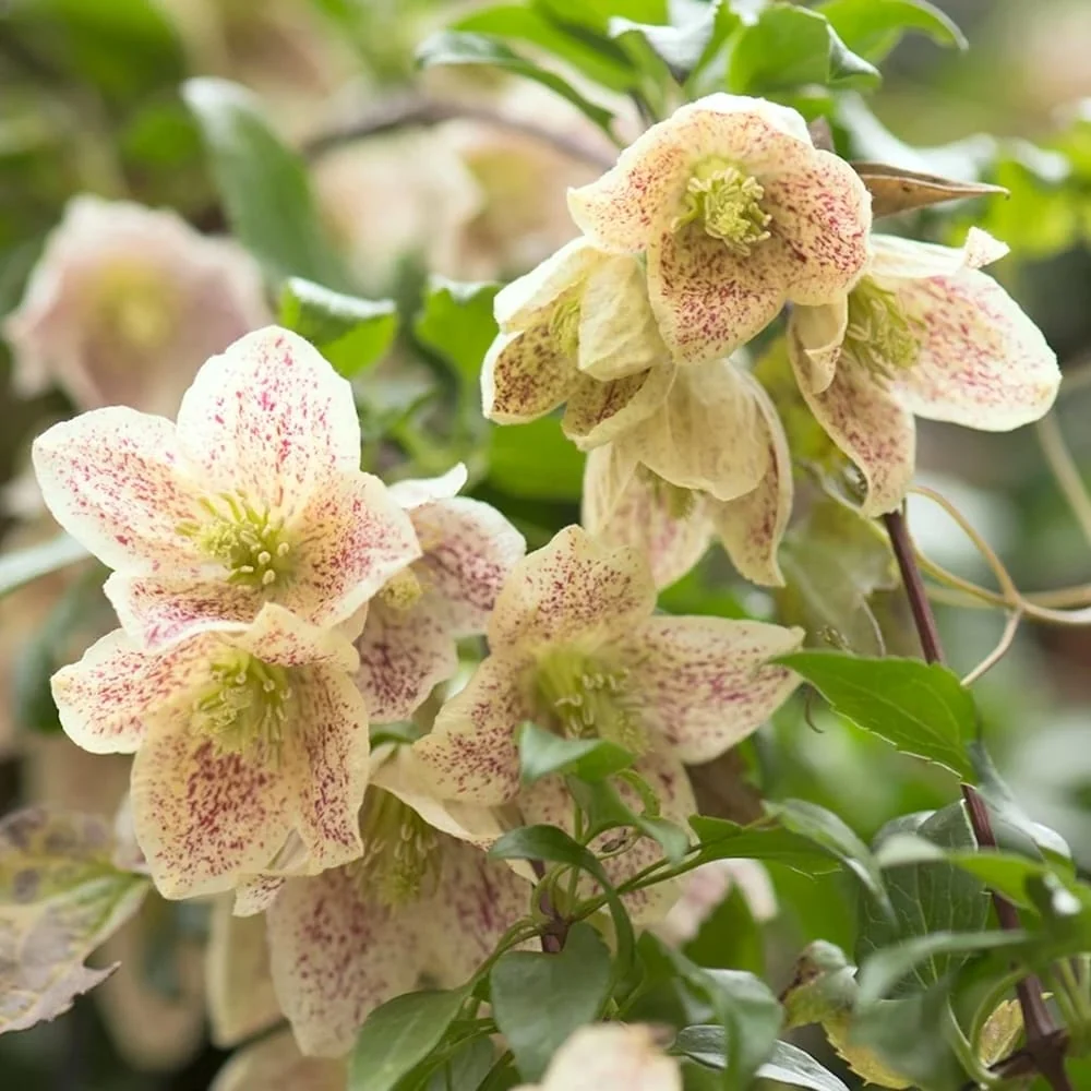 Clematite de iarna, evergreen - Clematis cirrhosa var. balearica (flori parfumate)
