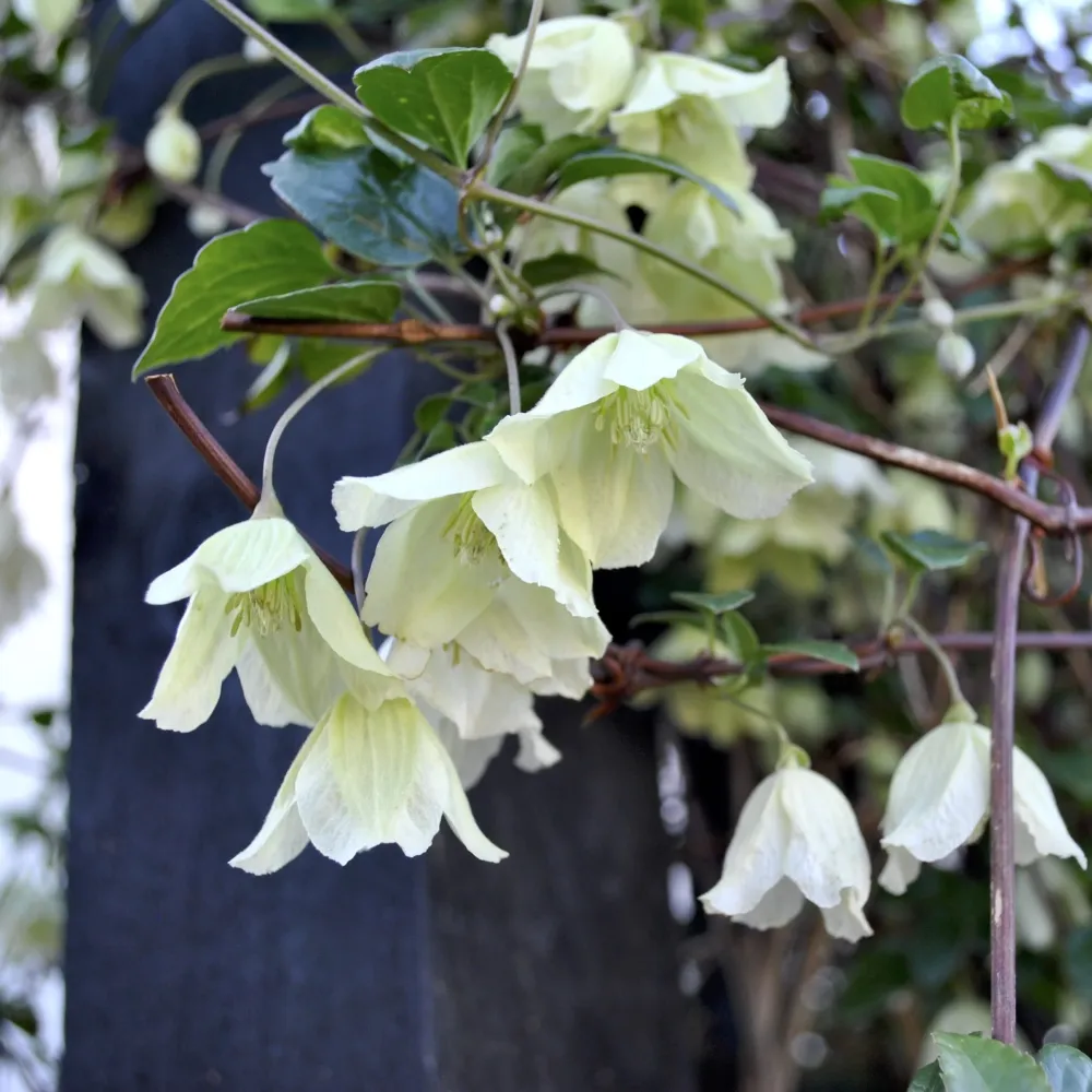 Clematite de iarna, evergreen - Clematis cirrhosa 'Wisley Cream' (flori parfumate)