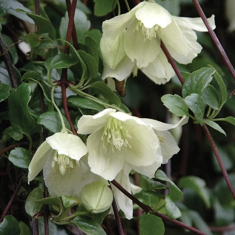 Clematite de iarna, evergreen - Clematis cirrhosa 'Wisley Cream' (flori parfumate)