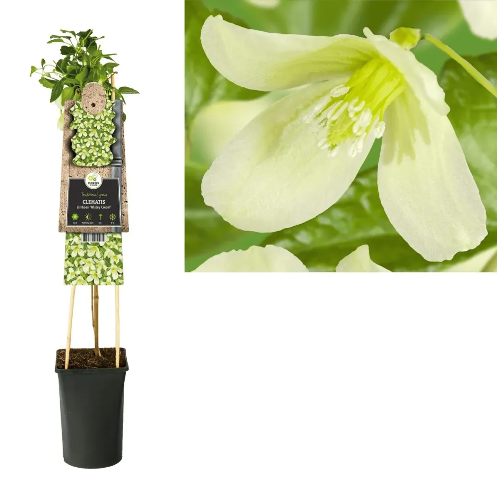 Clematite de iarna, evergreen - Clematis cirrhosa 'Wisley Cream' (flori parfumate)