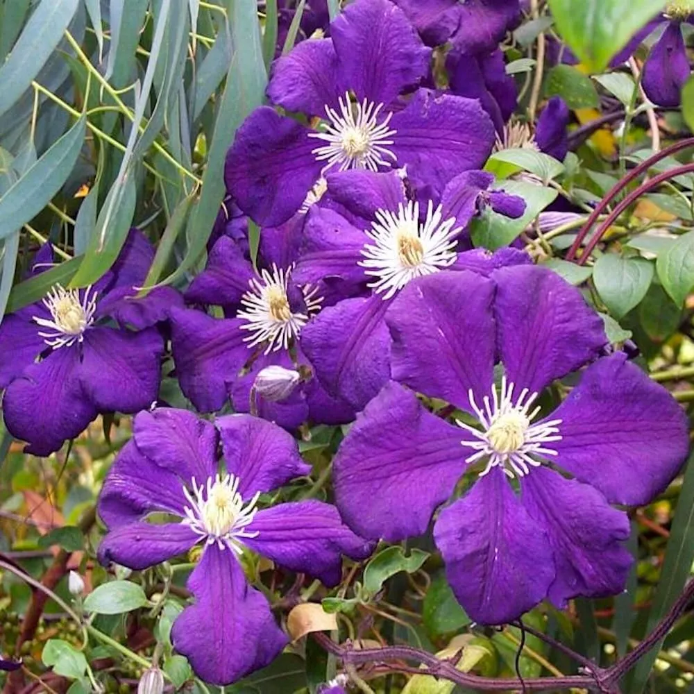 Clematite cu infloriri abundente - Clematis viticella 'Blue Belle' (Viticella Group)