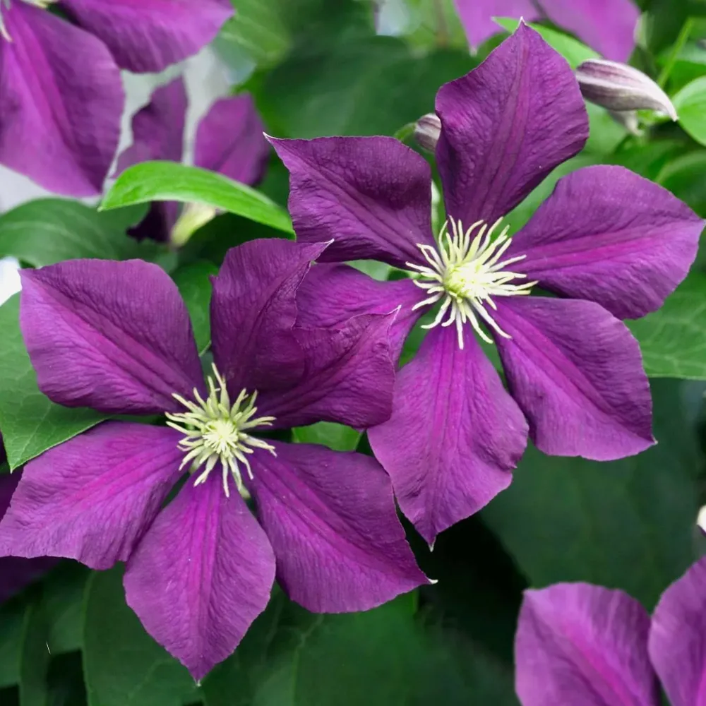 Clematite cu infloriri abundente - Clematis viticella 'Polish Spirit' (Viticella Group)