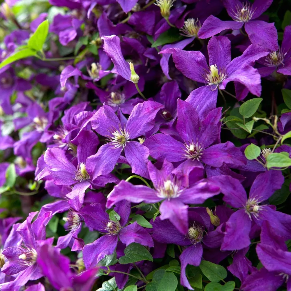 Clematite cu infloriri abundente - Clematis viticella 'Polish Spirit' (Viticella Group)