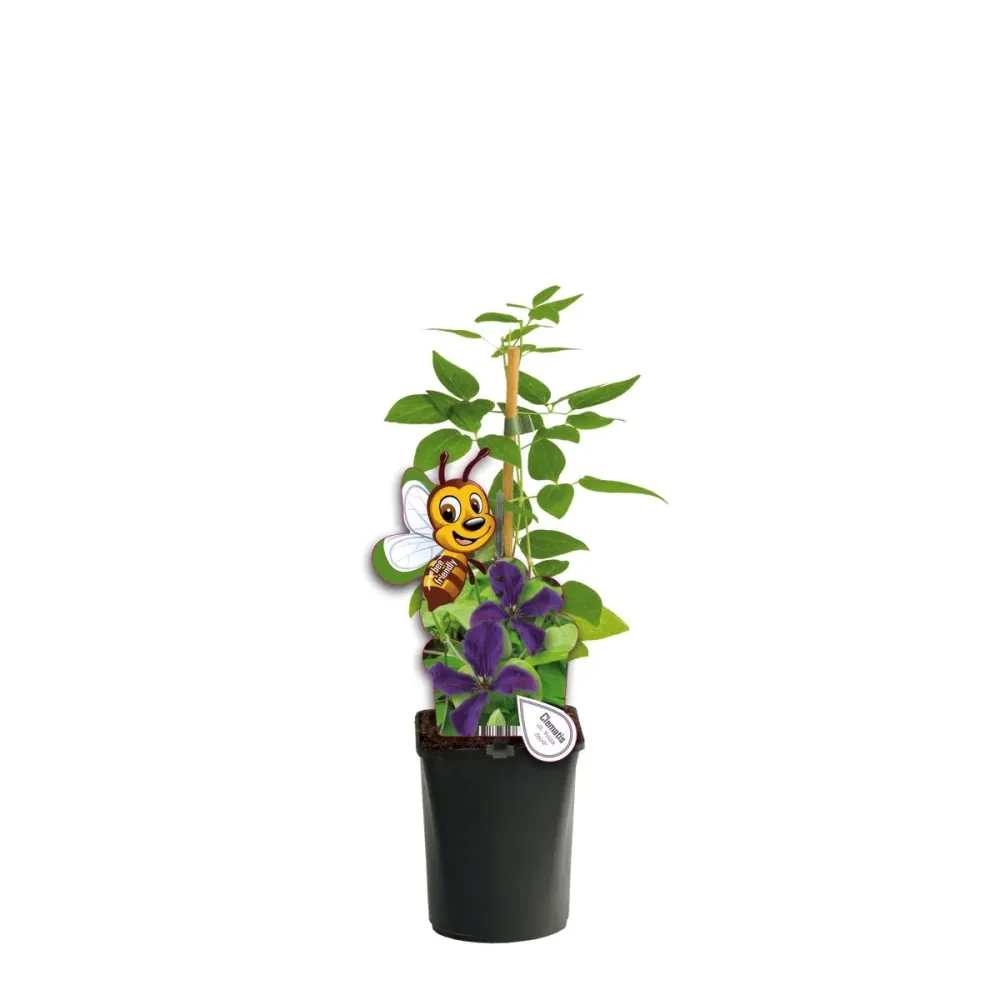 Clematite cu infloriri abundente - Clematis viticella 'Polish Spirit' (Viticella Group)