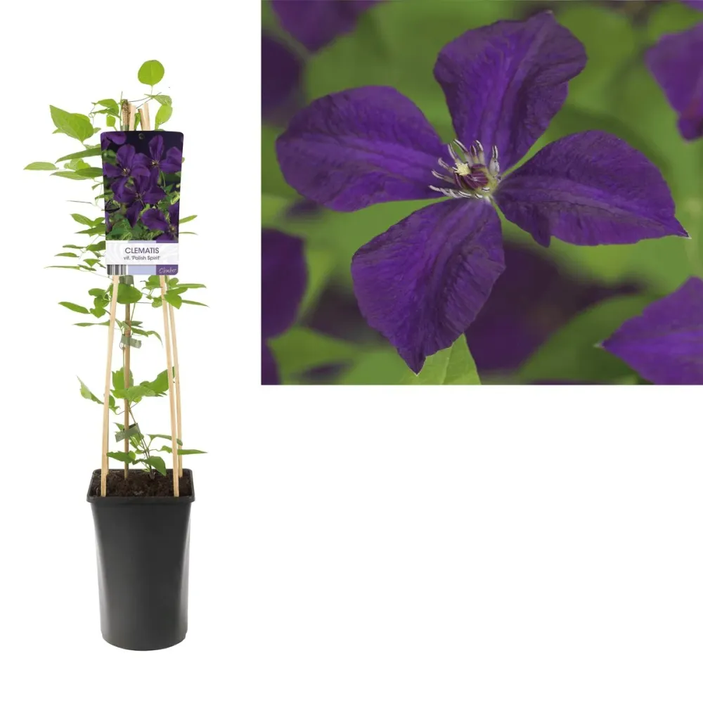 Clematite cu infloriri abundente - Clematis viticella 'Polish Spirit' (Viticella Group)