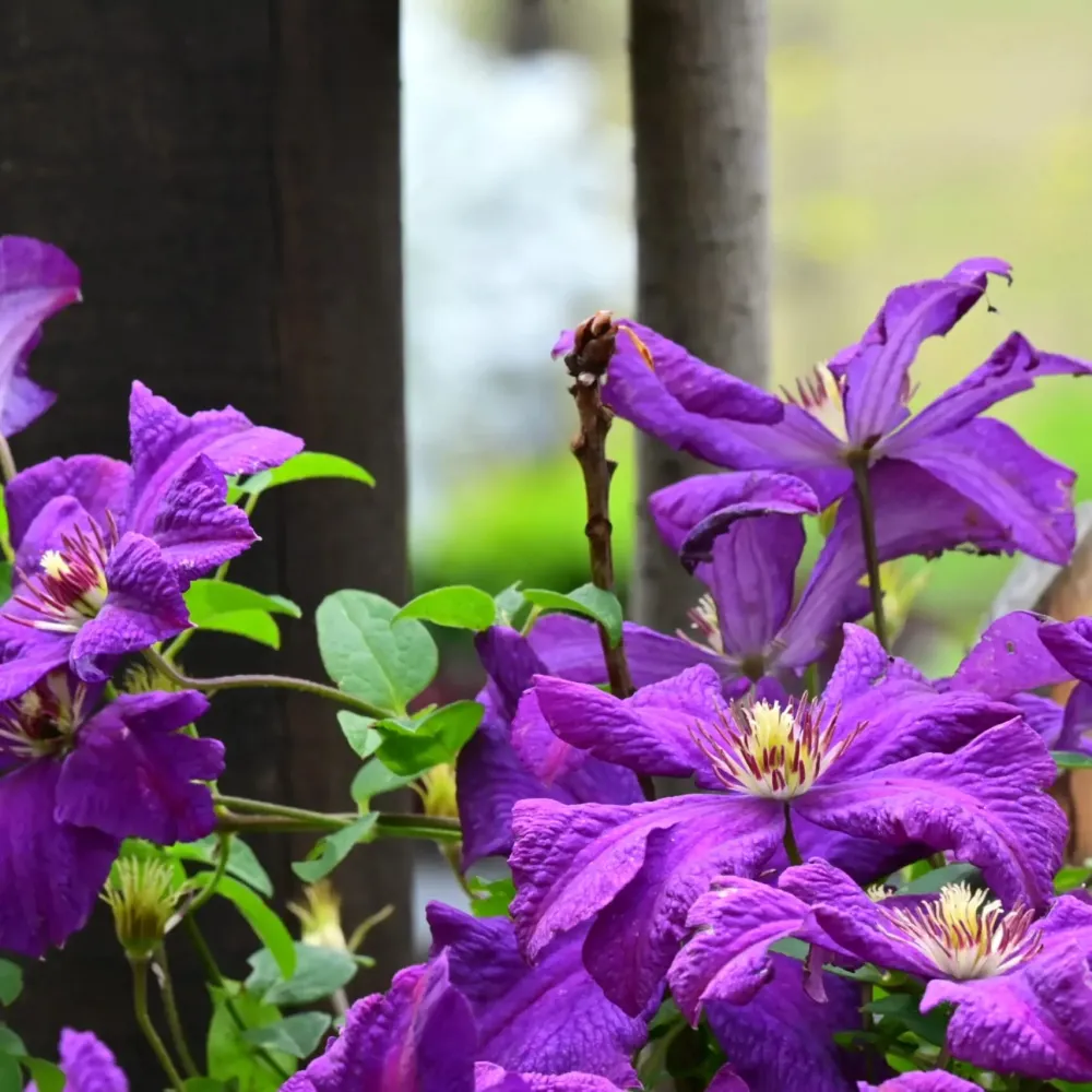 Clematite cu infloriri abundente - Clematis viticella 'Polish Spirit' (Viticella Group)