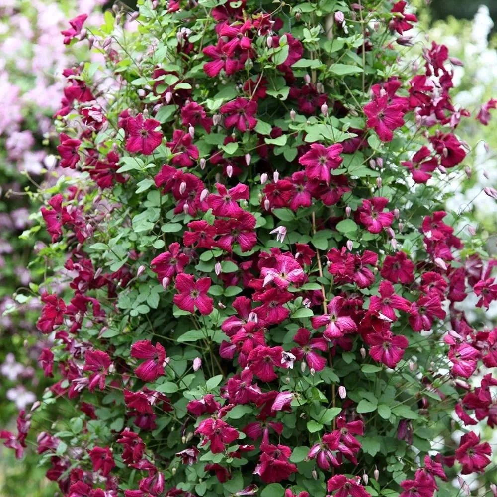 Clematite cu infloriri abundente - Clematis viticella 'Rubra' (Viticella Group)