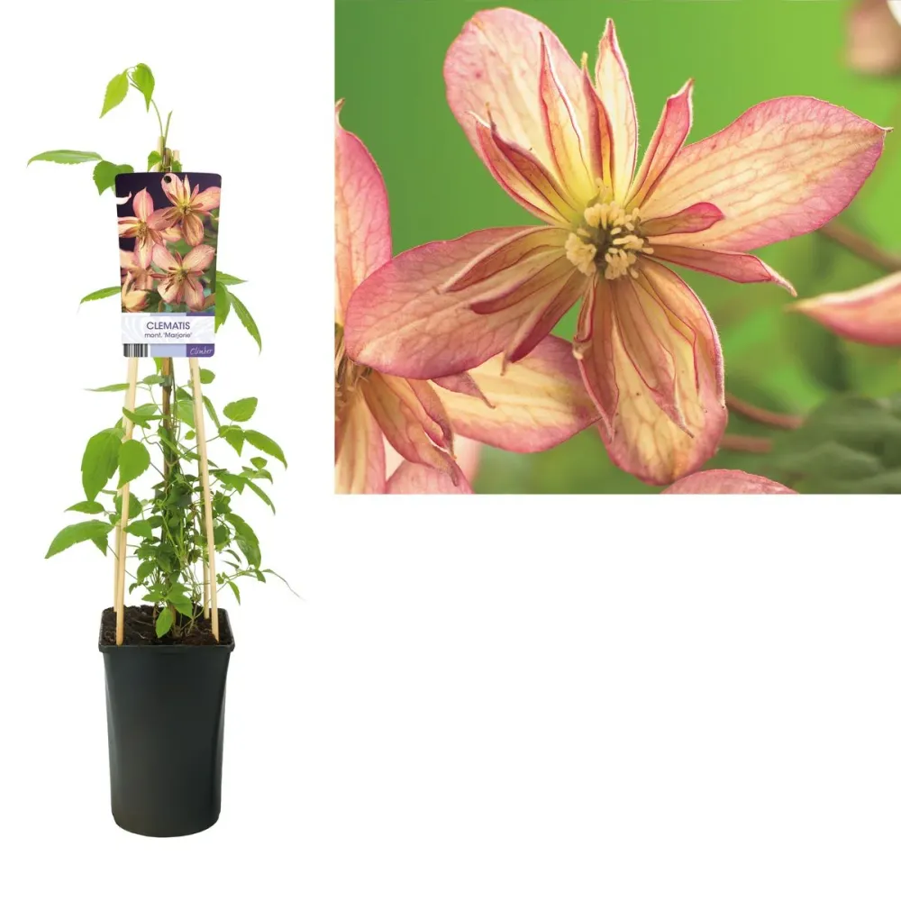 Clematite montana 'Marjorie' - Regina plantelor cataratoare