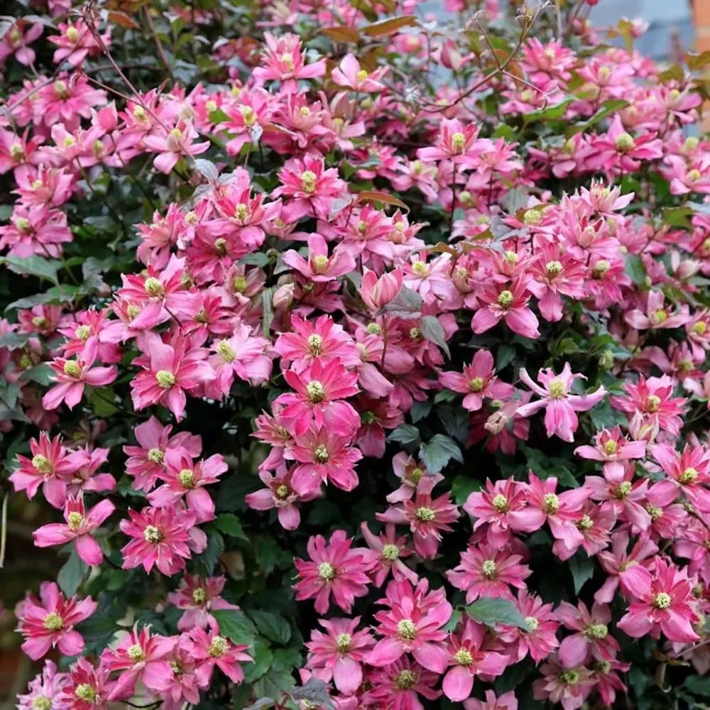 Clematite parfumate - Clematis montana 'Broughton Star'
