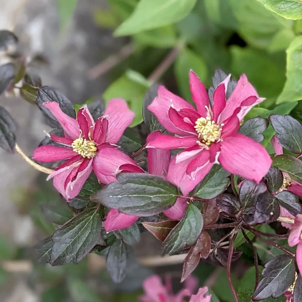 Clematite parfumate - Clematis montana 'Broughton Star'