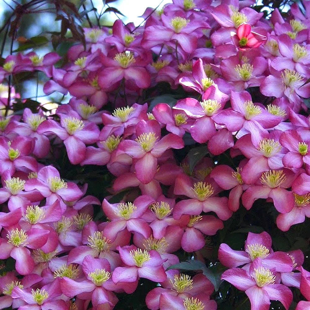 Clematite parfumate - Clematis montana 'Freda'