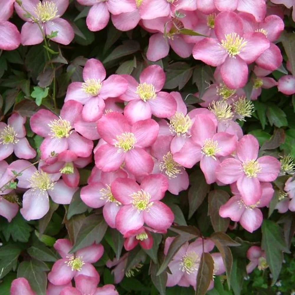 Clematite parfumate - Clematis montana 'Freda'