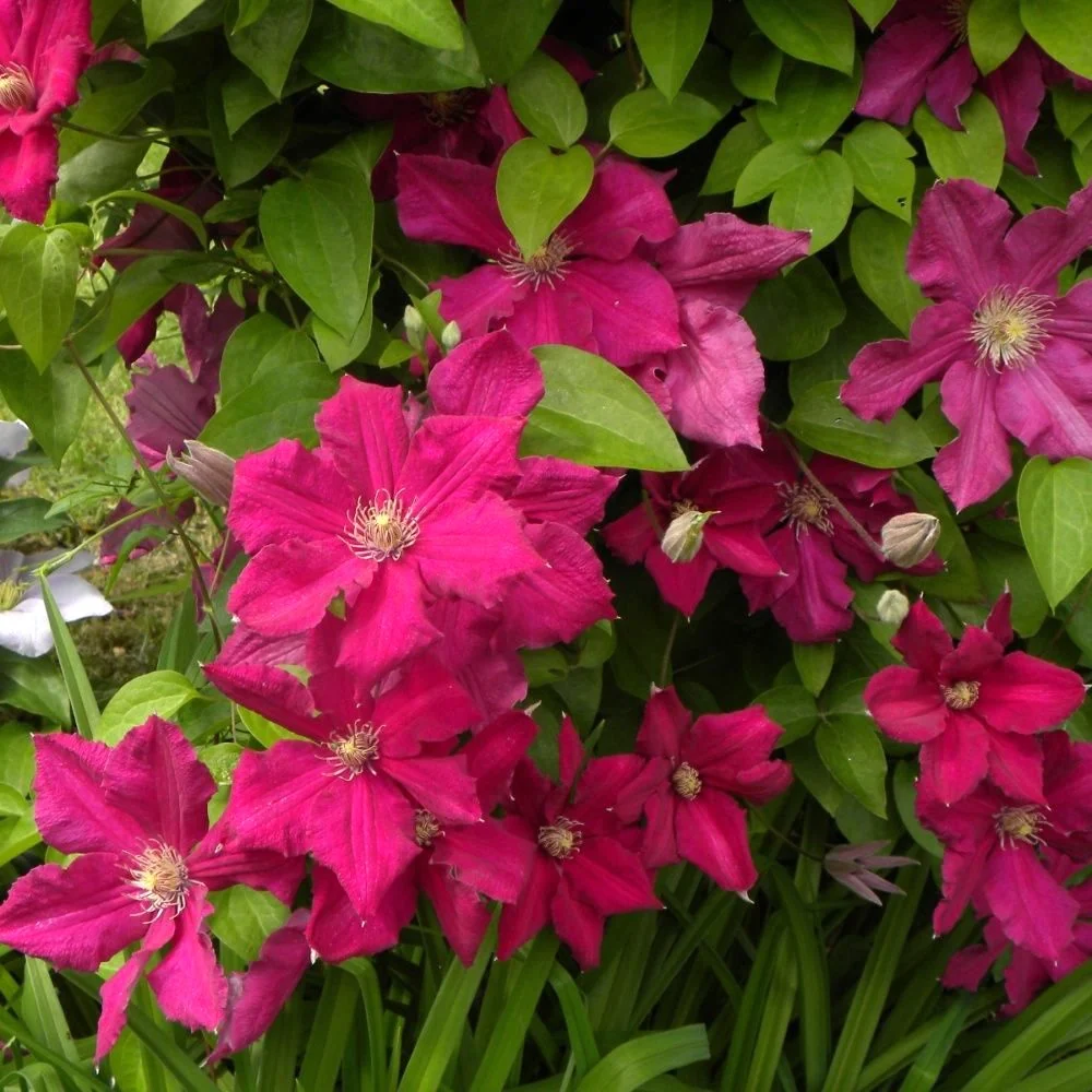 Clematite premiate cu flori mari - Clematis 'Ernest Markham' (Late Large-flowered Group)