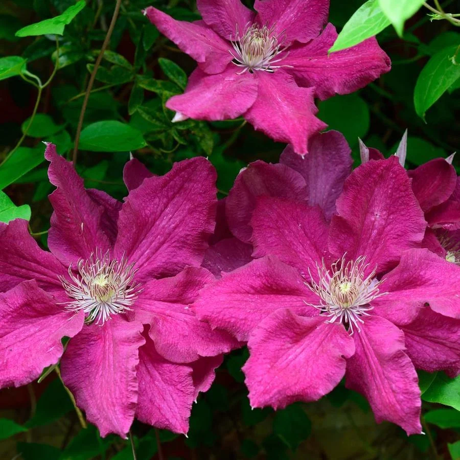 Clematite premiate cu flori mari - Clematis 'Ernest Markham' (Late Large-flowered Group)