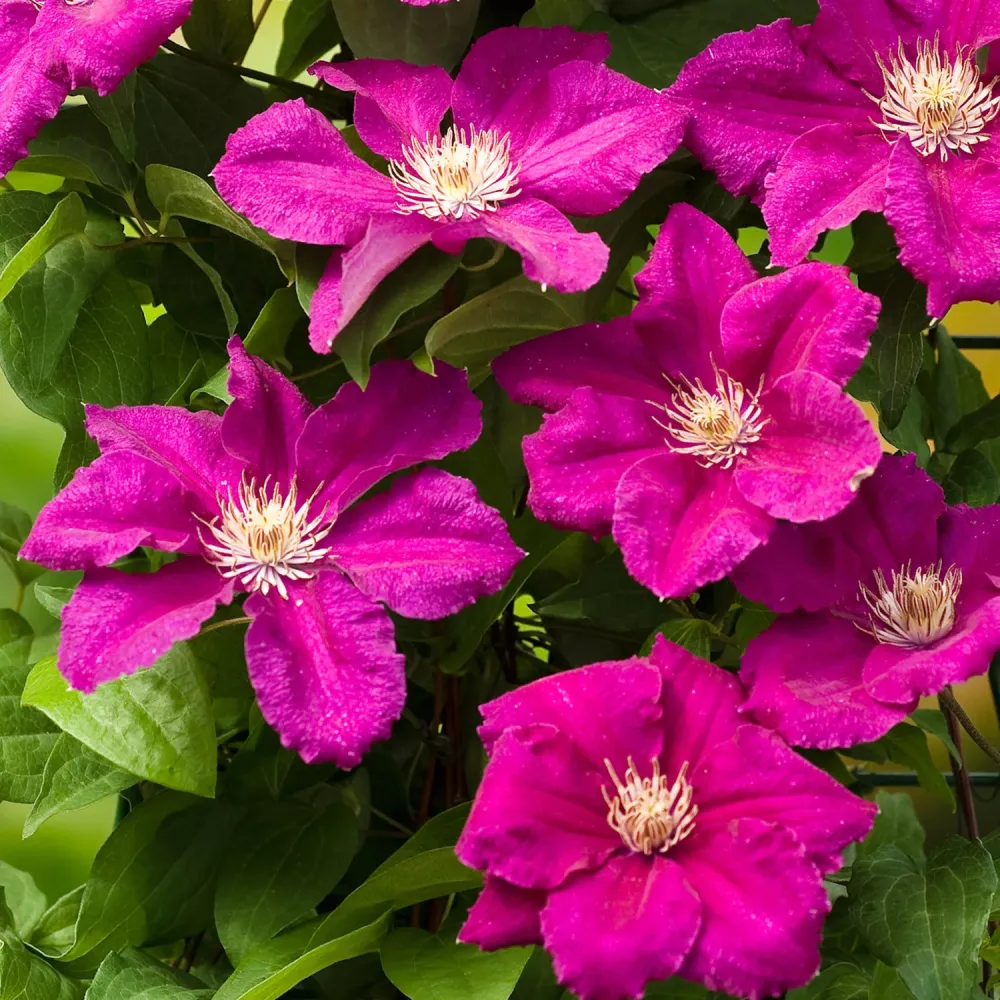 Clematite premiate cu flori mari - Clematis 'Ernest Markham' (Late Large-flowered Group)